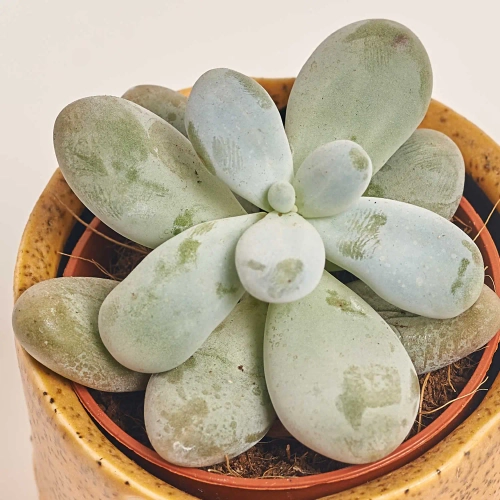 Зображення товару Сукулент мікс в кер., артикул: 30451