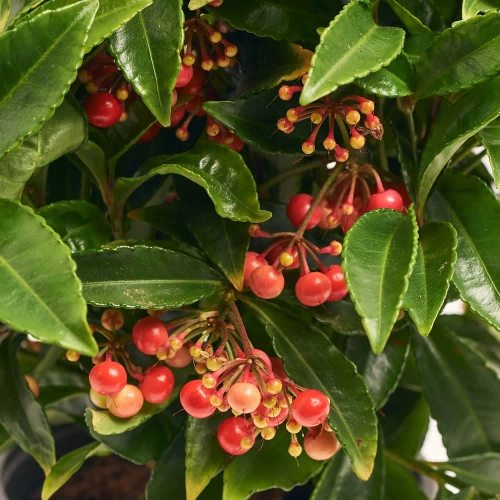 Зображення товару Ардізія Крената, артикул: 12626