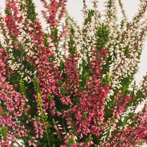 Калуна біколор, артикул: 52694 Зображення товару Калуна біколор, артикул: 52694