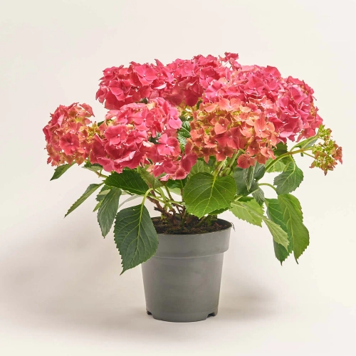 Зображення товару Гортензія червона 9ст., артикул: 57146