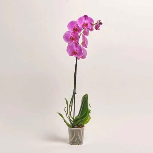 Зображення товару Фаленопсис 1ст. мікс, артикул: 25274