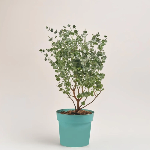 Зображення товару Евкаліпт Гунні Азура, артикул: 53455