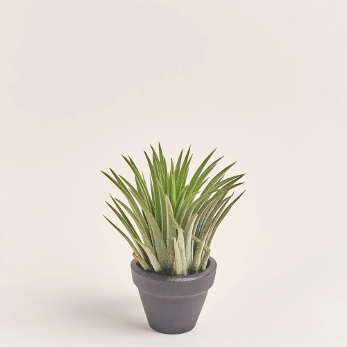 Зображення товару Тілландсія Іонанта Грін в кер., артикул: 57008