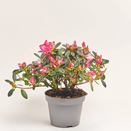 Зображення товару Азалія Панфілія, артикул: 57002