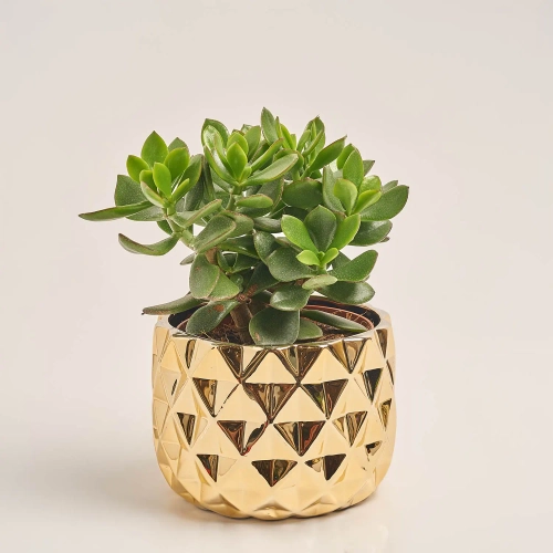 Зображення товару Сукулент мікс, артикул: 41177