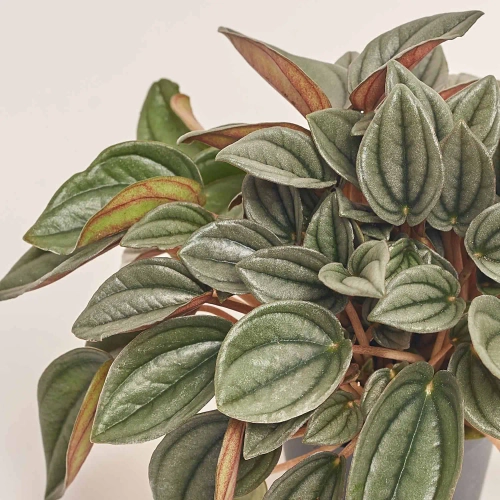 Пеперомія мікс, артикул: 53317 Зображення товару Пеперомія мікс, артикул: 53317