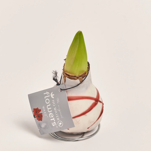 Зображення товару Амариліс мікс у воску, артикул: 54828