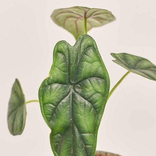 Алоказія Дракон Скейл, артикул: 52079 Зображення товару Алоказія Дракон Скейл, артикул: 52079