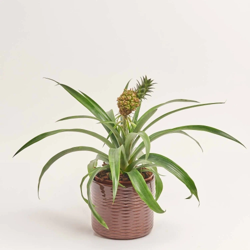 Зображення товару Ананас Росіта в кер., артикул: 56434