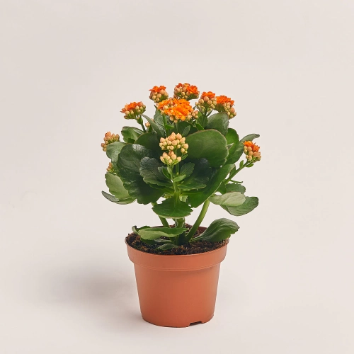 Зображення товару Каланхоє мікс, артикул: 18482