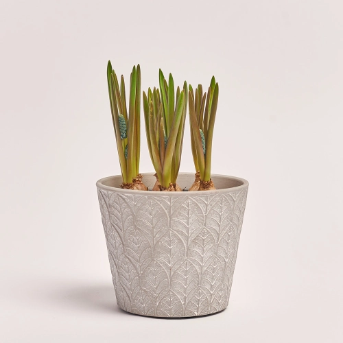 Мускарі в кер., артикул: 45485 Зображення товару Мускарі в кер., артикул: 45485