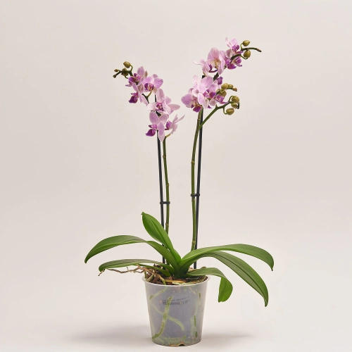 Фаленопсис мультифлора 2ст. мікс, артикул: 18367 Зображення товару Фаленопсис мультифлора 2ст. мікс, артикул: 18367