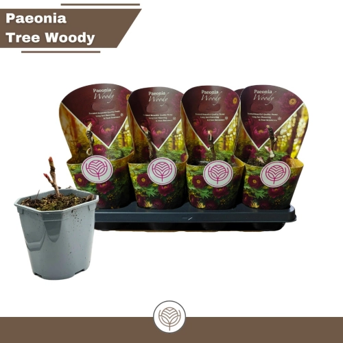 Зображення товару Півонія Суфрутикоза, артикул: 57149