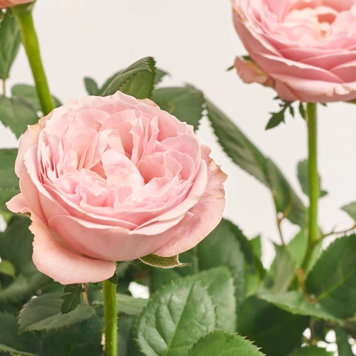 Зображення товару Троянда Інфініті мікс, артикул: 57322