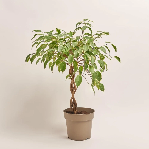 Фікус бе Голден Кінг, артикул: 29329 Зображення товару Фікус бе Голден Кінг, артикул: 29329