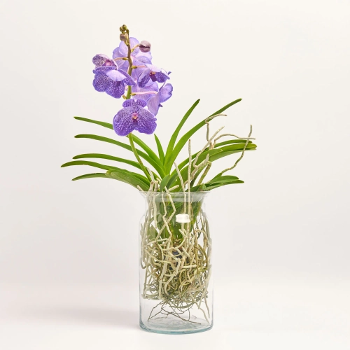 Зображення товару Ванда Бозе ХL мікс у склі, артикул: 61559