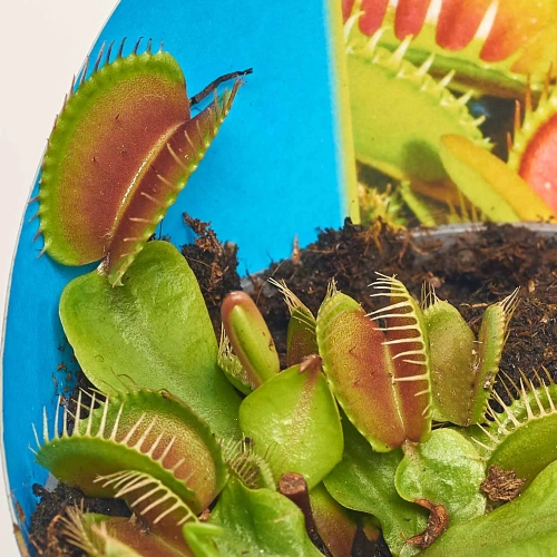 Зображення товару Сет LEGO та Діонея, артикул: 57034