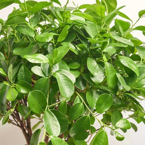 Зображення товару Фікус мікрокарпа Моклейм плетений, артикул: 56890