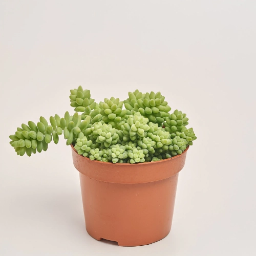 Зображення товару Сукулент мікс, артикул: 2084