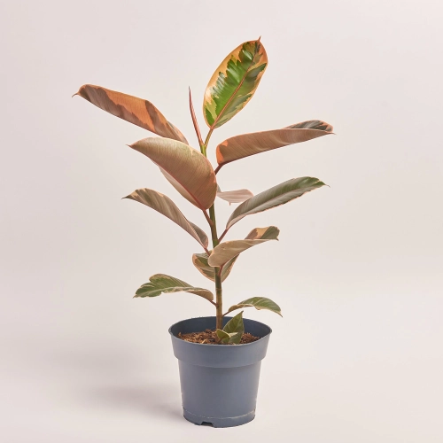 Фікус ел Белізе, артикул: 40964 Зображення товару Фікус ел Белізе, артикул: 40964