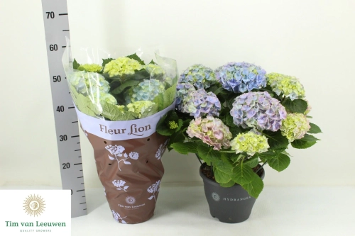 Гортензія блакитна 15ст., артикул: 56891 Зображення товару Гортензія блакитна 15ст., артикул: 56891