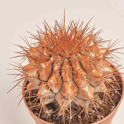 Ехінокактус Рейнбов новорічний мікс, артикул: 53636 Зображення товару Ехінокактус Рейнбов новорічний мікс, артикул: 53636