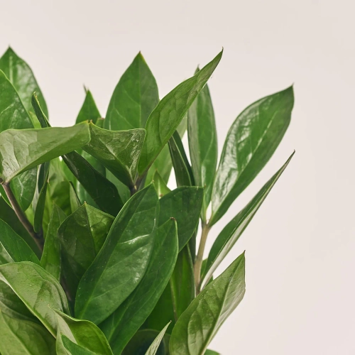 Заміокулькас 4ст., артикул: 53920 Зображення товару Заміокулькас 4ст., артикул: 53920