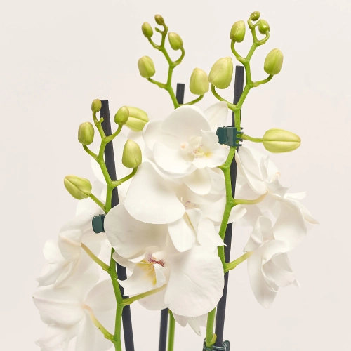 Зображення товару Фаленопсис 2ст. мікс, артикул: 25844