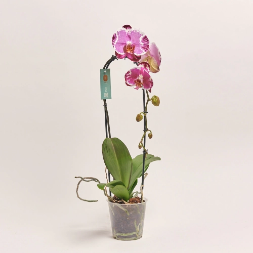 Зображення товару Фаленопсис каскад "Флоу Сакріфай" 1ст., артикул: 55440