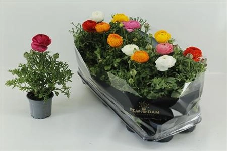 Ранункулус мікс, артикул: 36353 Зображення товару Ранункулус мікс, артикул: 36353