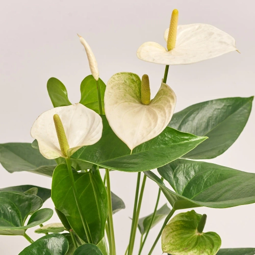 Зображення товару Антуріум мікс, артикул: 1174