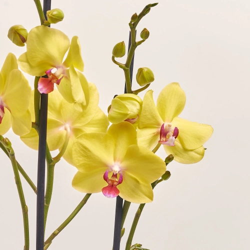 Зображення товару Фаленопсис "Лаймлайт" 2ст., артикул: 53755