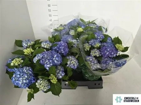 Зображення товару Гортензія блакитна 10ст., артикул: 59201