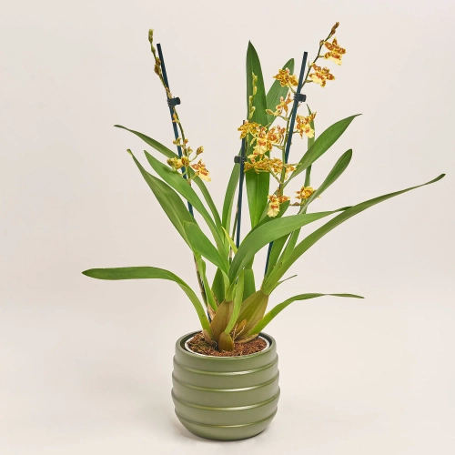 Зображення товару Камбрія та Кашпо Сет 335, артикул: 51855