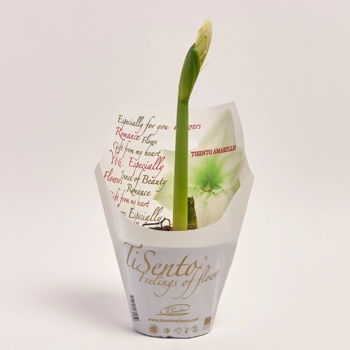 Амариліс мікс, артикул: 42174 Зображення товару Амариліс мікс, артикул: 42174