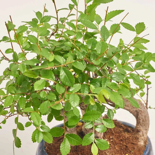 Бонсай в кераміці, артикул: 1330 Зображення товару Бонсай в кераміці, артикул: 1330