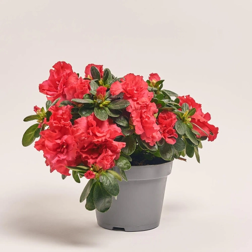 Азалія мікс, артикул: 25143 Зображення товару Азалія мікс, артикул: 25143