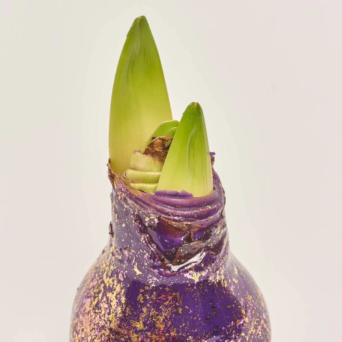 Зображення товару Амариліс "Галаксі Поларіс" у воску, артикул: 53631