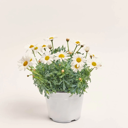 Зображення товару Аргірантемум Стелла, артикул: 57444
