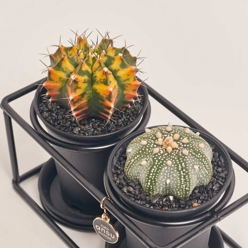 Зображення товару Кактус Дуо "Дизайн Флейм" в метал. рамці, артикул: 54951