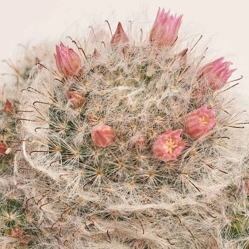 Зображення товару Сет LEGO та Кактус з квітами, артикул: 57026