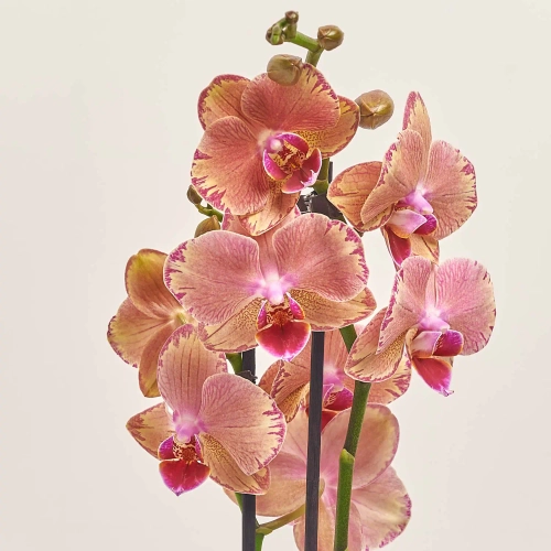 Зображення товару Фаленопсис "Пірат Пікоті" 2ст., артикул: 53878