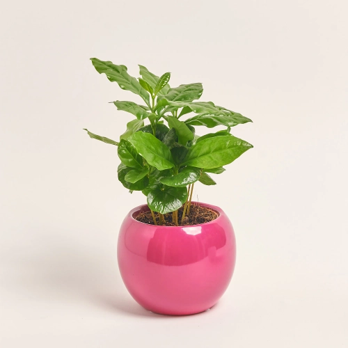 Зображення товару Кава Арабіка в кер., артикул: 56634