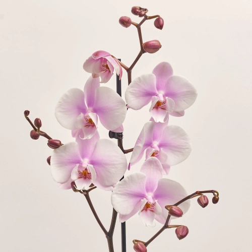 Зображення товару Фаленопсис 1ст. мікс, артикул: 17941