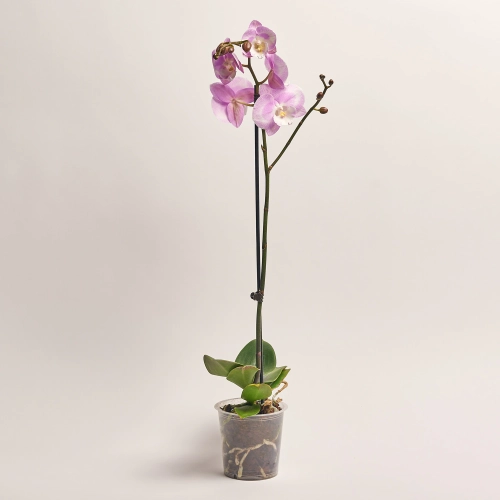 Зображення товару Фаленопсис 1ст. мікс, артикул: 18850