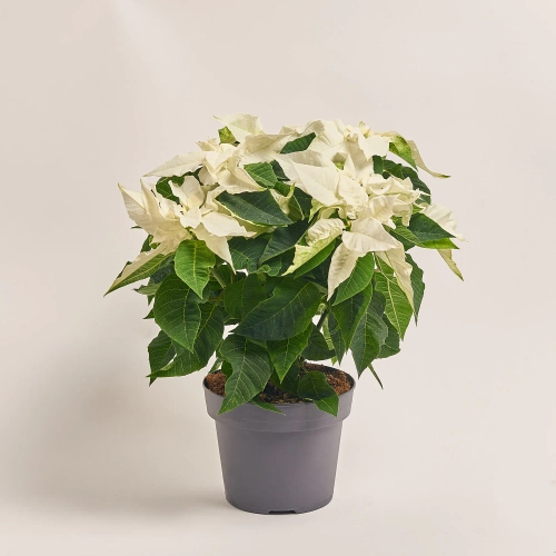 Пуансетія мікс, артикул: 53273 Зображення товару Пуансетія мікс, артикул: 53273