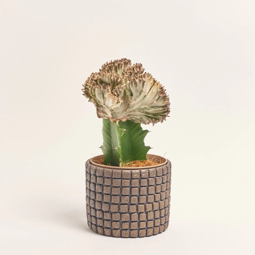 Зображення товару Еуфорбія Крістата мікс в кер., артикул: 35951