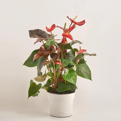 Зображення товару Антуріум Корал Чемпіон, артикул: 29177