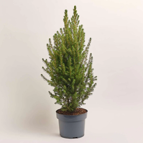 Зображення товару Ялина Десембер, артикул: 54174