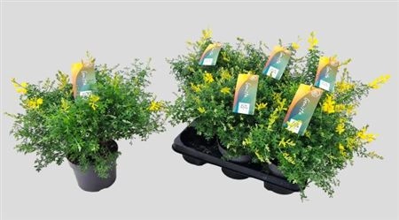 Геніста, артикул: 34911 Зображення товару Геніста, артикул: 34911